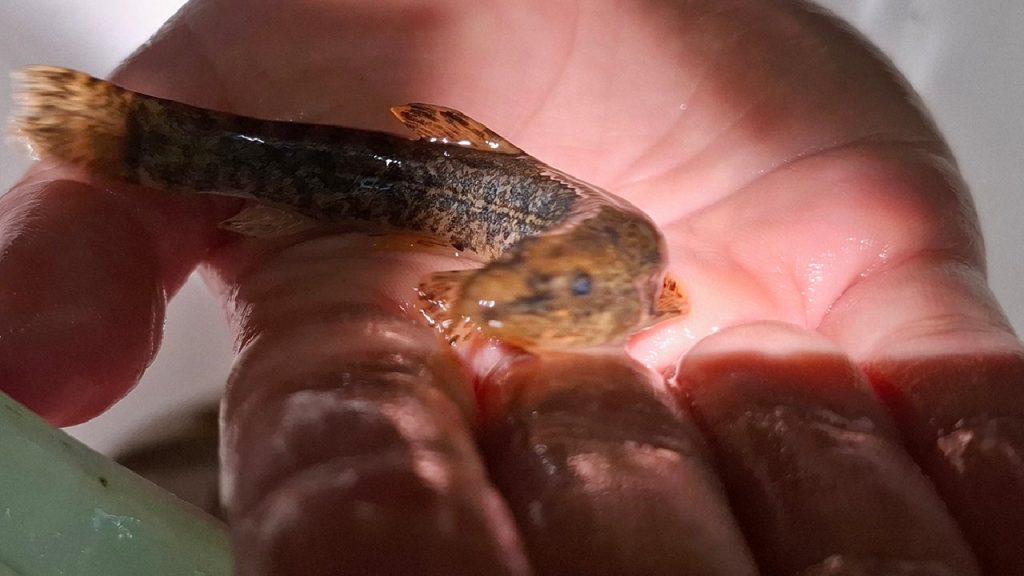 ДОМАЋИ НАУЧНИЦИ ОТКРИЛИ У РЕЦИ СТУДЕНИЦИ СТРОГО ЗАШТИЋЕНУ ВРСТУ РИБЕ &bull; Студеница Online